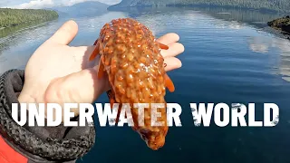 The mysterious underwater creatures of Haida Gwaii 🇨🇦 |S6-E129|