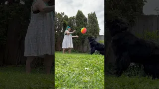 Playing catch with my dog #newfoundlanddog #dogtrainer #trickdog #dogtricks