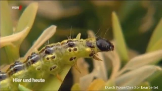 WDR: 🐛 Die Buchsbaumretter verwenden Algenkalk gegen den Zünsler