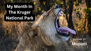 The Kruger National Park - Mopani - Incredible Lion encounter!