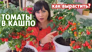 ТОМАТЫ В КАШПО. КАК ВЫРАСТИТЬ?