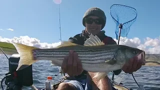 STRIPED BASS Fishing from a Kayak with LIVE MINNOWS, San Luis Reservoir