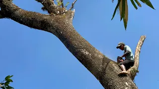 Very dangerous... Felling 2 old trembesi tree!! Stihl ms881 & Husqvarna 395xp.