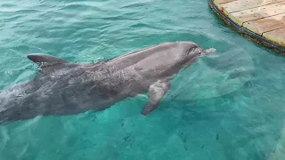 Dolphin Reef Eilat - Ejlat Izrael Delfini