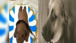 Dog Reaction to Cutting Cake - Funny Dog Reaction Compilation