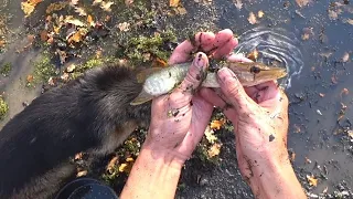 Тысячи рыбок в луже! Спасаем их сачком и запускаем в болото.