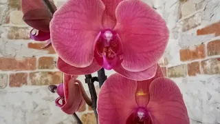 Орхидея -подарок к Дню Рождения !