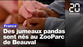 Zoo de Beauval: Huan Huan, la femelle panda, a donné naissance à des jumeaux