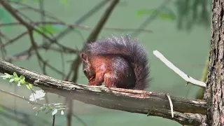 2021 05 31 Eichhörnchen im Wald beobachtet