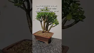 1 month timelapse💚 how to propogate a jade tree #bonsai #timelapse #lifehacks