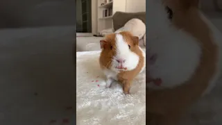 GUINEA PIG FOOD REACTION