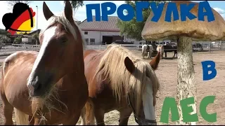 #4 ПРОГУЛКА В ЛЕС И НАШ ДРУГ СОБАКИН