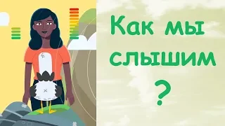 Как мы слышим? (TED-Ed)