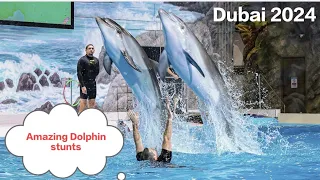 Dubai dolphinarium - dolphin & seal show|Seal and dolphin show at dubai dolphinarium