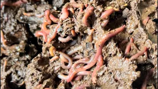 Composting with Craig Ep 299: Flooded Red Wiggler Worm Bin