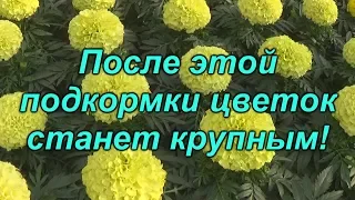 Как увеличить цветок на тагетисах (бархатцах)?