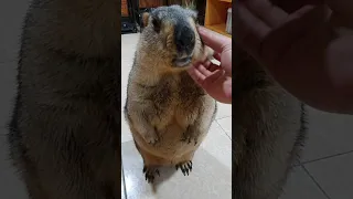 friendly, chubby, cute marmot
