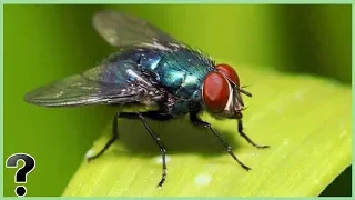 What If Flies Went Extinct?