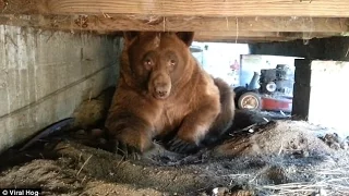 Man records scary encounter with brown bear hiding under his PORCH