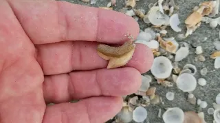 Hunting Carolina cream shark teeth in Myrtle Beach and I found a white tiger shark tooth.  Enjoy!