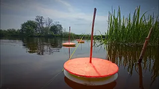 САЗАНЫ КАБАНЫ ТОПЯТ КРУЖКИ! Ловля Сазана на кружки! РЫБАЛКА НА САЗАНА!