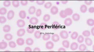 Sangre Periférica - its.histology