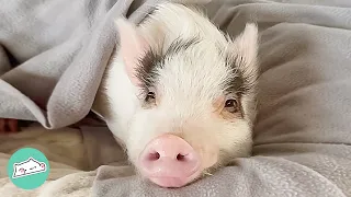 Tiny Pig Falls In Love With Baby Sister And Becomes Her Nap Buddy | Cuddle Buddies