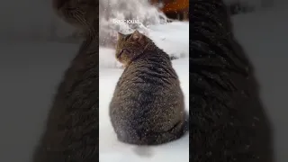 Барсик любит зиму ❄️ #кот #барсик #дикийкот #cat #catvideos