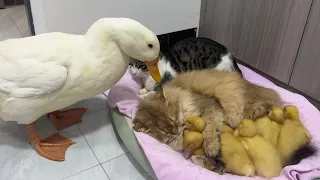 Fantastic animals!The kitten hugs the little duck and sleeps.😂Mother duck’s behavior so funny cute