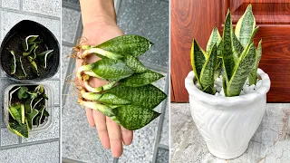 With just one leaf, you can create many new snake plants in this way