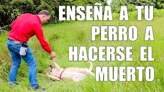 Cómo Enseñar a tu Perro a HACERSE el MUERTO