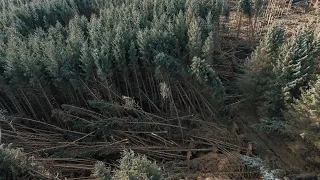 Harwood forest devastation after storm Arwen