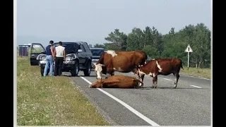 "НАУЧНЫЕ" ЭКСПЕРИМЕНТЫ В ПАРКЕ ЛЬВОВ ТАЙГАН. ШОК!