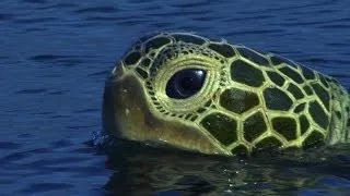 Spy Turtle observes a pod of bottlenose dolphins - Dolphins - Spy in the Pod: Episode 1 - BBC One