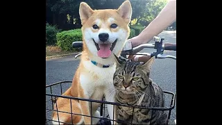 😺 Эй, кот, веселой прогулки! 🐶 Смешное видео с собаками, кошками и котятами! 🐱