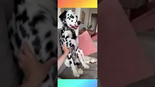 Dalmatian dog before and after. Dalmatian grow up #shorts