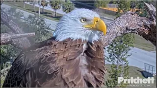 SWFL Eagles ~ Where Is Harriet? She Flew Off & Did Not Return! M15 Flies Off At Night 3 Times 2.2.23