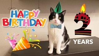 HAPPY BIRTHDAY cat Pusic !! 2 years!