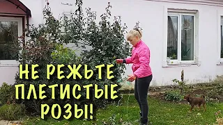 ПЛЕТИСТЫЕ РОЗЫ. Укрыть ПРОЩЕ ПРОСТОГО! Побеги перезимуют ДО САМЫХ КОНЧИКОВ!