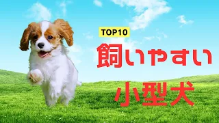 【初心者におすすめ】手間いらずの小型犬10選