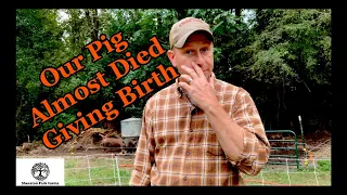 Farrowing Pigs On Pasture - Bad Experience