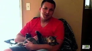 Newly Engaged Couple Distraught Over Cats | My Cat From Hell