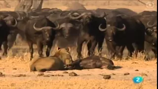 документ льва - лев против буйвола - Lion vs buffalo