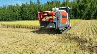 秋の、コンバインの、稲刈り作業です❗2020年10月7日