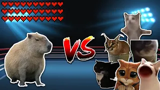 Giant Capybara vs All Cats! Meme battle