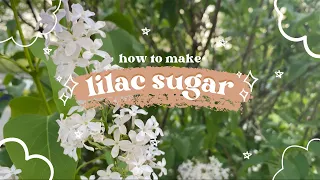 Making LILAC SUGAR & medicinal BENEFITS of lilac!