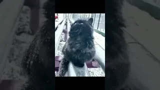 Cat in the snow / Кот в снегу