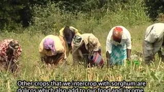 Farmers adapting to climate change__ In Western Kenya