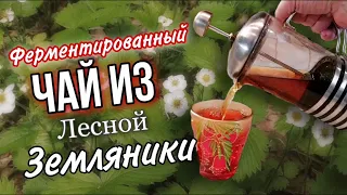 Земляничный ферментированный чай. Очень просто, вкусно и полезно. Чем полезны листья земляники.