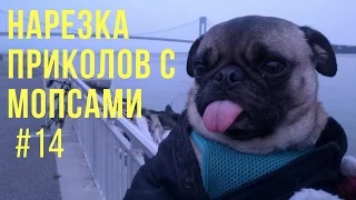 Мопс МАКС Играет с Утками | Нарезка приколов с Мопсами | pug Max and duck | pug compilation